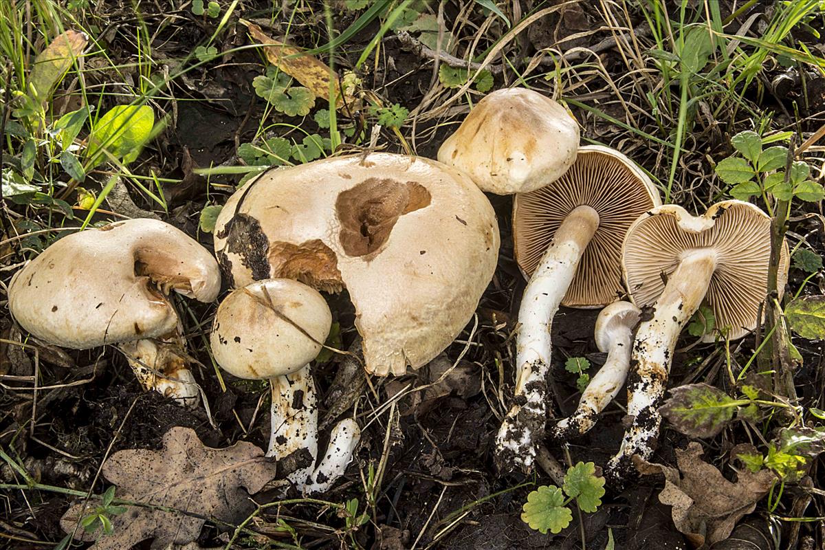 Cortinarius argutus (door Nico Dam)
